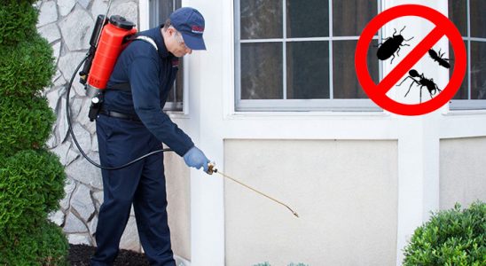 Dazkırı Uçan Haşere İlaçlama böcek ilaçlama ve haşere kontrolü — ilaclama-tr.com